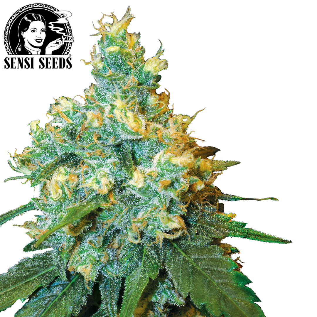 Hoodie, Sensi Seeds®, HD Print, Grau